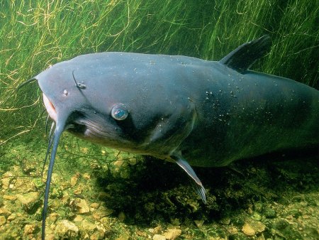 Канальный сомик икталурус