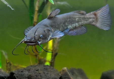 Американский сомик