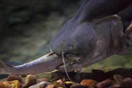 Сом Солдатова рыба