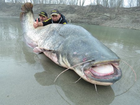 Wels Catfish