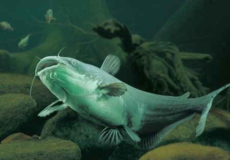 Европейский сом Silurus GLANIS