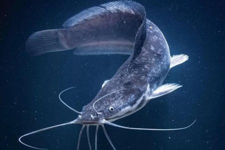 Африканский клариевый сом