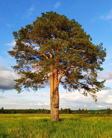 Сосна Чабишур