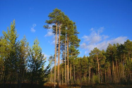 Корабельные сосны