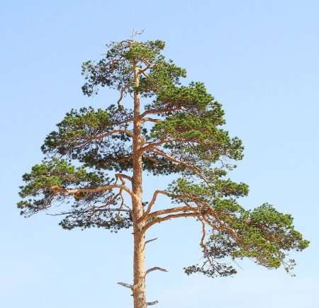 Сосны деревья русские