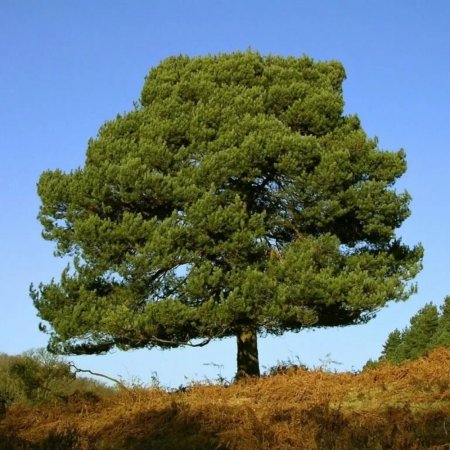 Сосна обыкновенная Pinus Sylvestris