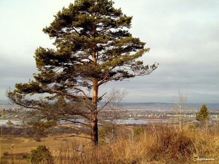 Сосна обыкновенная Пиния
