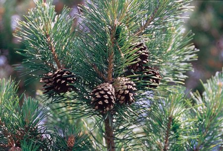Сосна обыкновенная Pinus Sylvestris