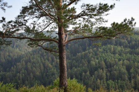 Сосна обыкновенная сосна Лесная