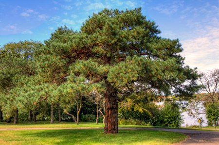 Сосна обыкновенная Pinus Sylvestris l