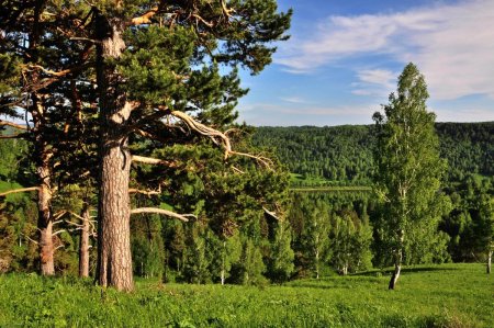 Сосновый Бор Псковская область