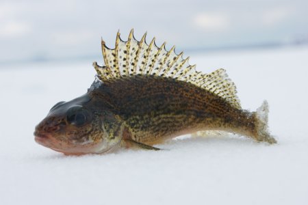 Обыкновенный ёрш Речной