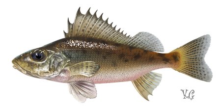 Рыба Ерш Речной