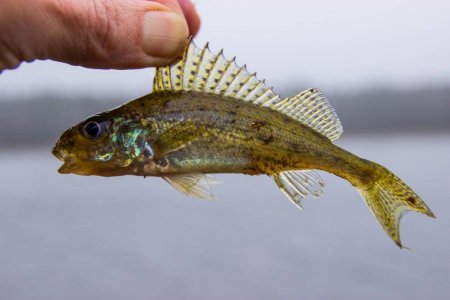 Рыба Ерш Речной