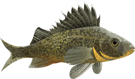 Ерш обыкновенный рыба