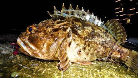 Рыба Ерш Ерш