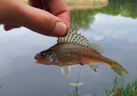 Обыкновенный ёрш Gymnocephalus cernuus