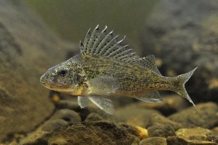 Рыба Ерш Ерш