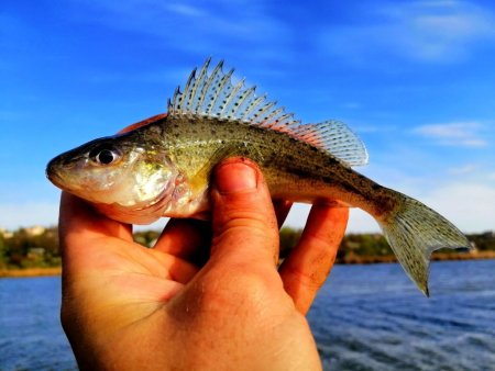 Обыкновенный ёрш Донской