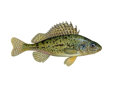 Рыба Ерш на белом фоне