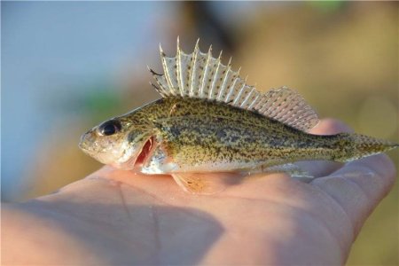 Рыба Ерш носарь