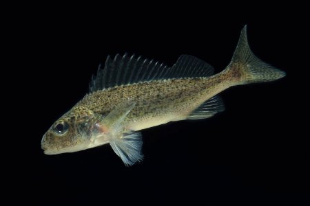 Обыкновенный ёрш