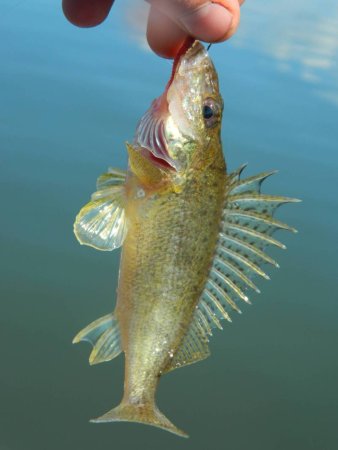 Ерш рыба малек