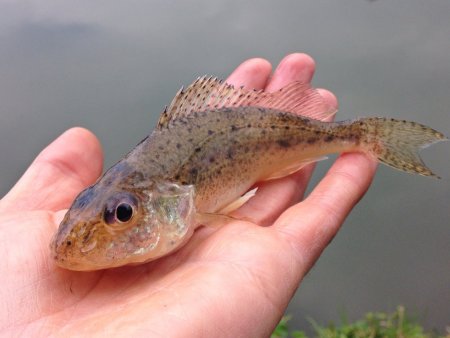 Ерш-носарь, бирючок, Бобырь