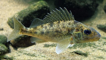 Ерш Озерный