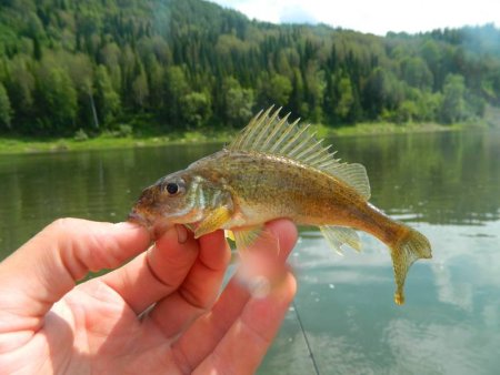 Рыба Ерш Речной