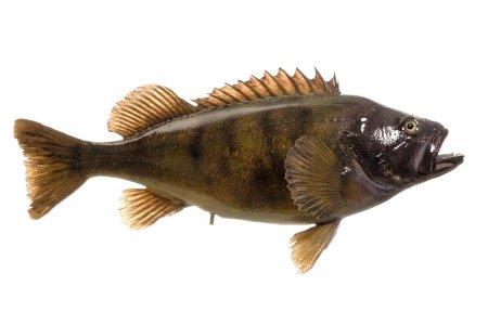 Морской широколобый окунь