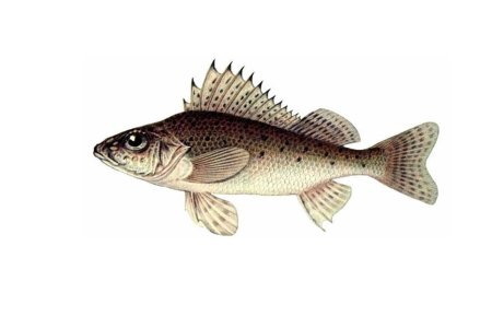 Рыба родной брат ерша