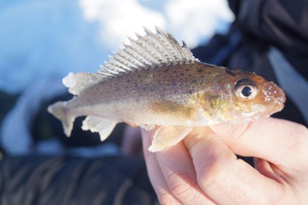 Ерш Озерный