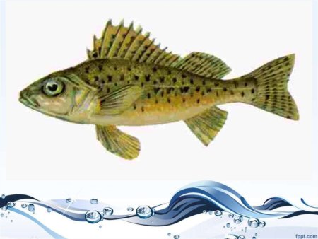 Ёрш рыба