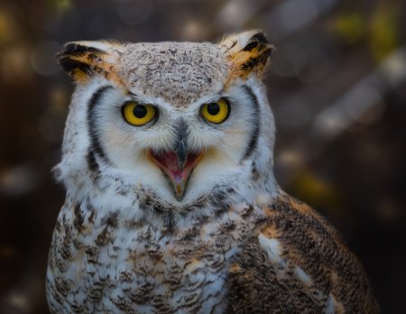 Совообразные клюв