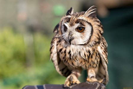 Декоративная Сова Живая