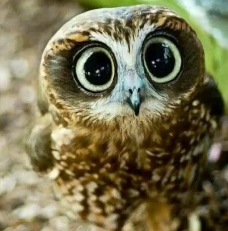 Сова с выпученными глазами