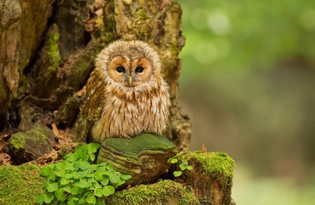 Красивая Сова