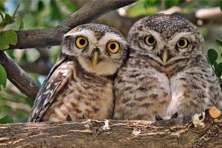 Филин семейства совиных