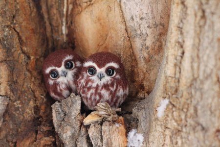 Карликовая Сова