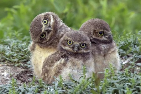 Кроличий Сыч птенец