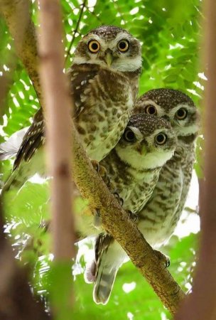 Карликовая Сова