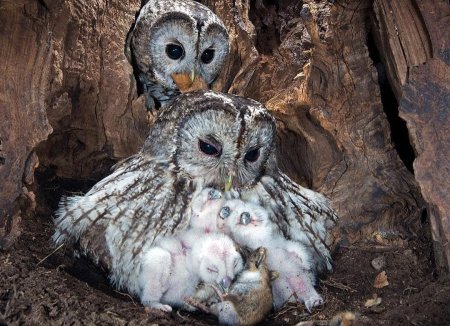 Серая неясыть гнездо