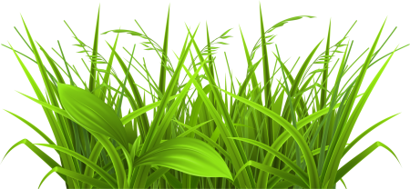 Растения на прозрачном фоне