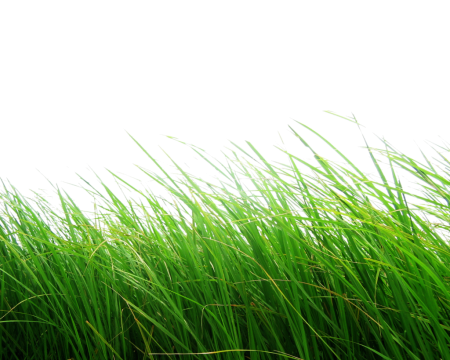 Трава на белом фоне