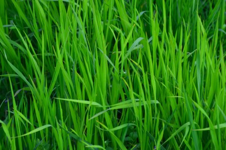 Зеленая трава