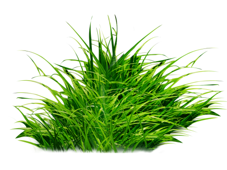 Трава на белом фоне