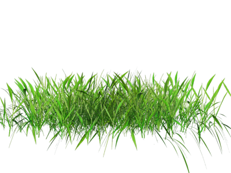 Трава на прозрачном фоне