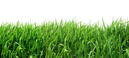 Трава PNG 240 размер