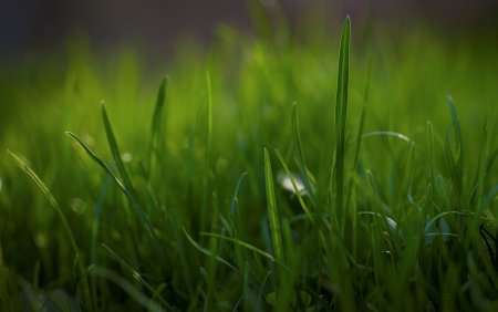 Зеленая трава